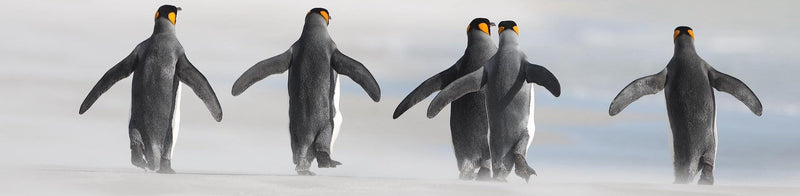 Penguins on the Falkland Islands