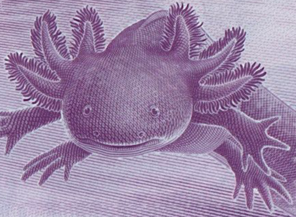 AXOLOTL AJOLOTE Mexico 50 Pesos — commemorative — UNC P133 W138 2024 “fish”0