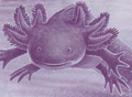 AXOLOTL AJOLOTE Mexico 50 Pesos — commemorative — UNC P133 W138 2024 “fish”0