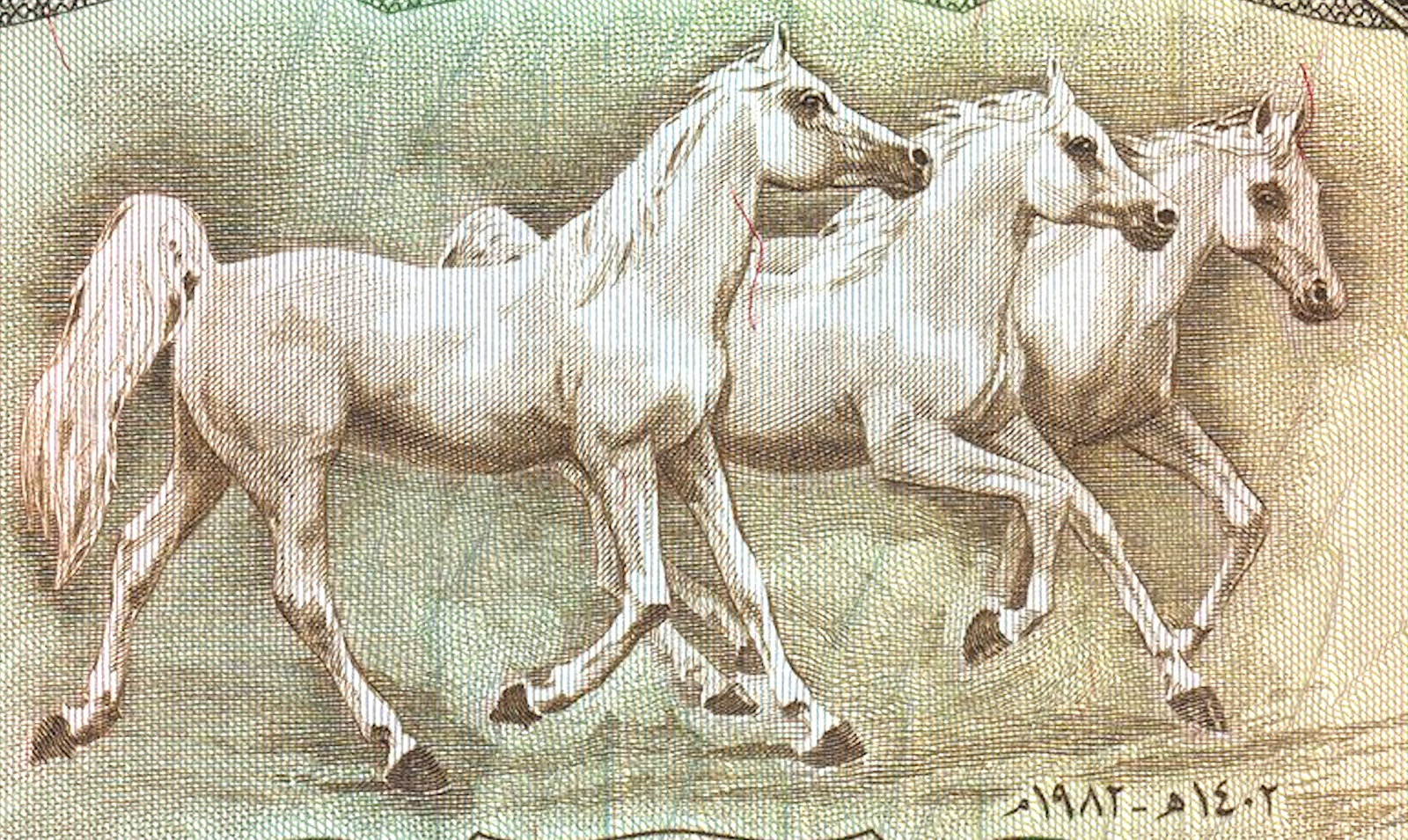 IRAQ HUGE HORSES 25 dinars 1981-1982 P-72 XF0