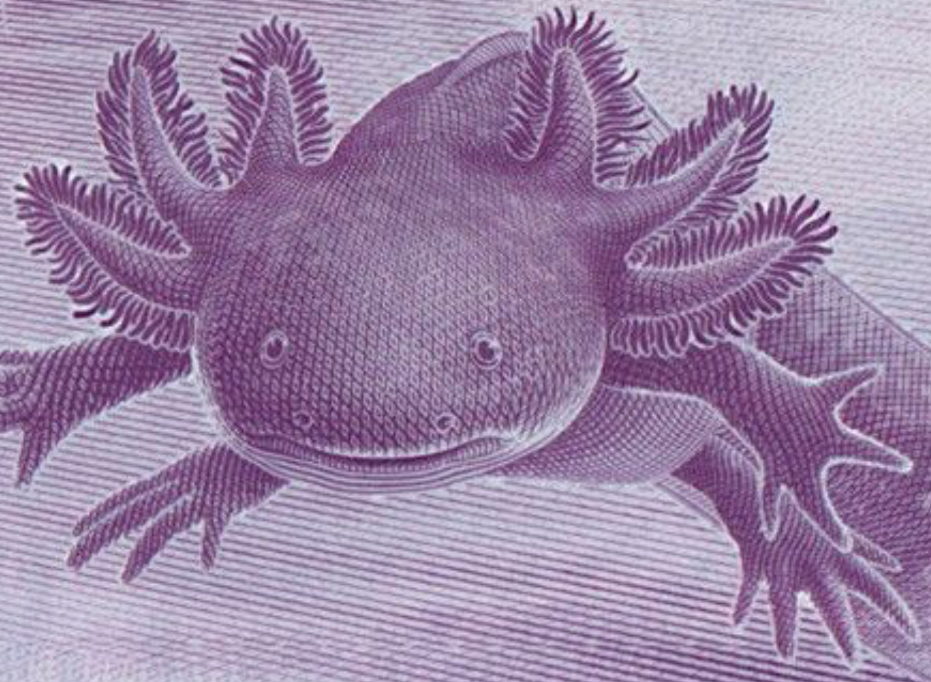 Mexico AXOLOTL / AJOLOTE & BICENTENNIAL SET 20 pesos 50 pesos UNC P-132 P-1336