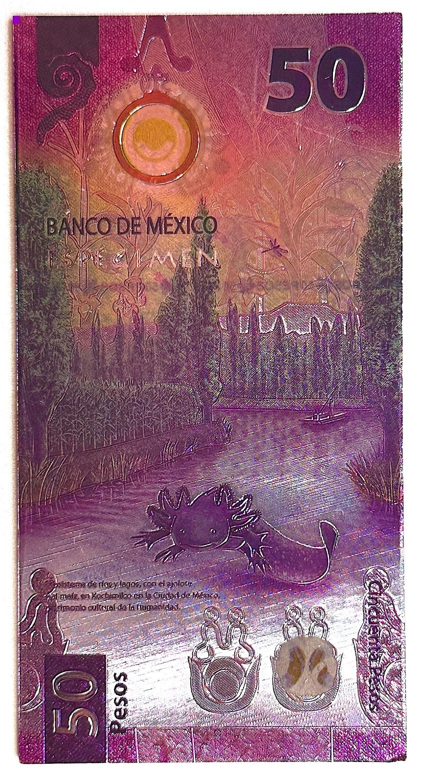 Mexico ajolote axolotl refrigerator magnet - iman billete 50 pesos, NOT CURRENCY0