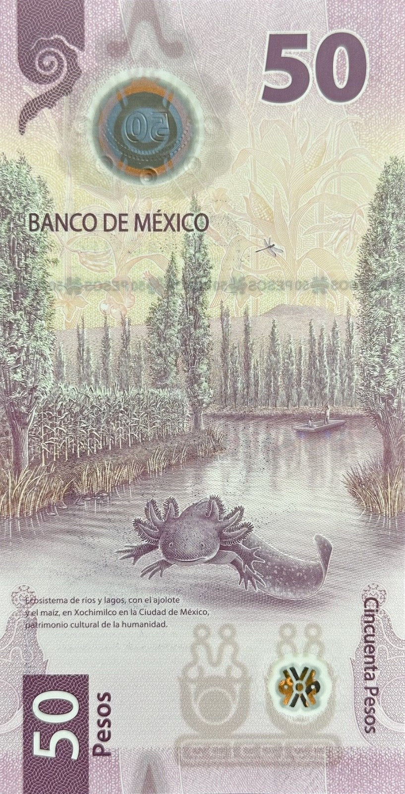 AXOLOTL AJOLOTE Mexico 50 Pesos — commemorative — UNC P133 W138 2024 “fish”3